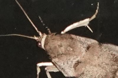 <i>Acrobasis fallouella</i>