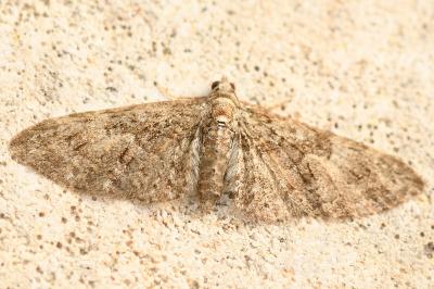 <i>Eupithecia abbreviata</i>