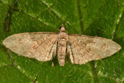 <i>Eupithecia abbreviata</i>