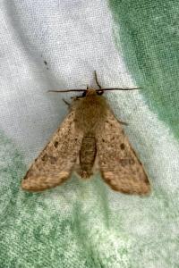 <i>Orthosia cruda</i>
