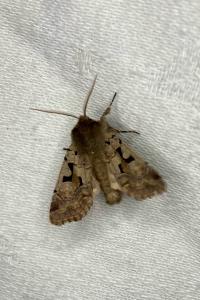 <i>Orthosia gothica</i>