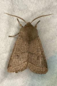 <i>Orthosia cerasi</i>