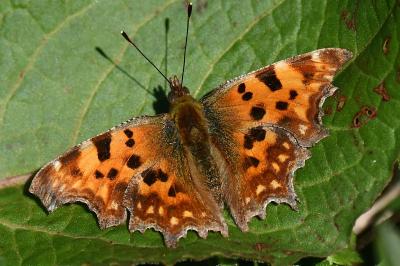 <i>Polygonia c-album</i>