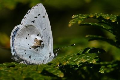 <i>Celastrina argiolus</i>