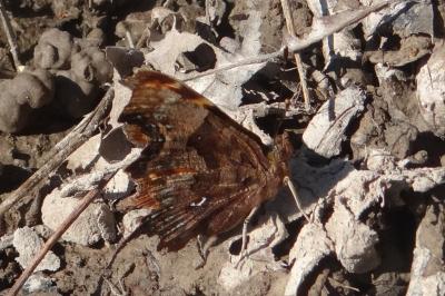 <i>Polygonia c-album</i>