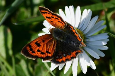 Lycaena phlaeas