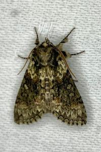 <i>Polyploca ridens</i>