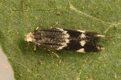 <i>Elachista stabilella</i>