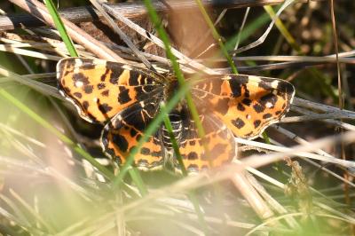 <i>Araschnia levana</i>