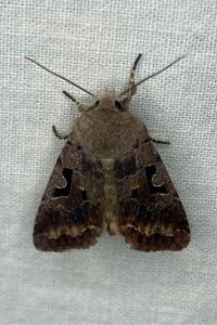 <i>Orthosia gothica</i>