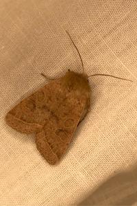 <i>Orthosia cerasi</i>
