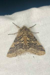 <i>Lycia hirtaria</i>
