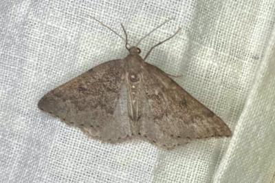 <i>Aleucis distinctata</i>