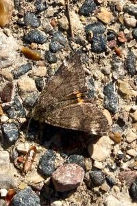 <i>Boudinotiana notha</i>