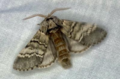 <i>Drymonia ruficornis</i>