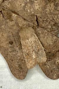 <i>Orthosia cruda</i>