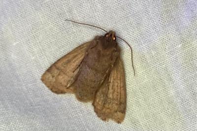 <i>Orthosia cruda</i>