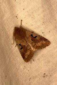 <i>Orthosia gothica</i>
