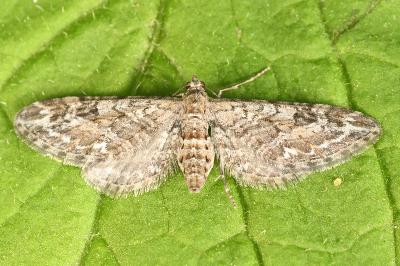 <i>Eupithecia nanata</i>