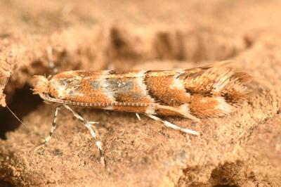 <i>Cameraria ohridella</i>