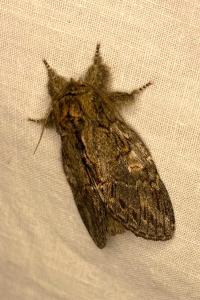 <i>Peridea anceps</i>