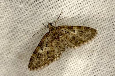 <i>Eupithecia dodoneata</i>