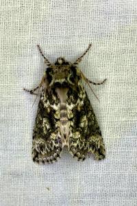 <i>Polyploca ridens</i>