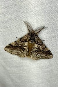 <i>Lycia hirtaria</i>
