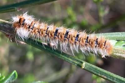 <i>Lasiocampa quercus</i>