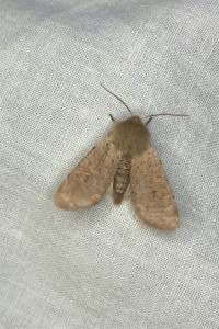 <i>Orthosia cruda</i>