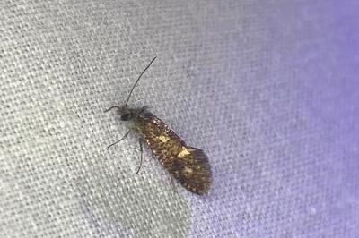<i>Dyseriocrania subpurpurella</i>