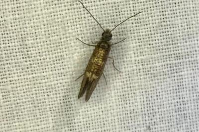 <i>Dyseriocrania subpurpurella</i>