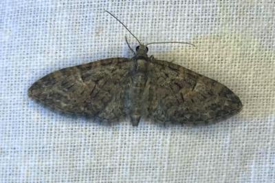 <i>Eupithecia abbreviata</i>