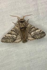 <i>Drymonia ruficornis</i>