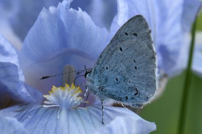 <i>Celastrina argiolus</i>