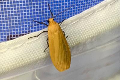 <i>Wittia sororcula</i>
