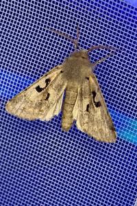 <i>Orthosia gothica</i>