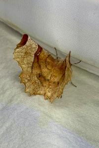 <i>Selenia lunularia</i>