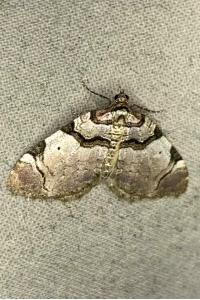 <i>Anticlea derivata</i>