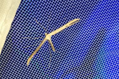 <i>Emmelina monodactyla</i>
