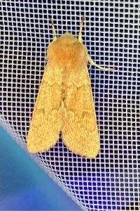 <i>Orthosia miniosa</i>