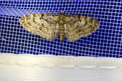 <i>Eupithecia dodoneata</i>