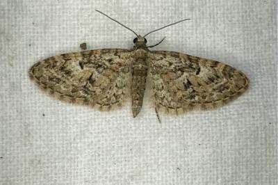 <i>Eupithecia abbreviata</i>