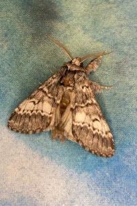 <i>Drymonia ruficornis</i>