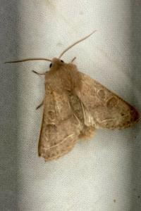 <i>Orthosia cerasi</i>
