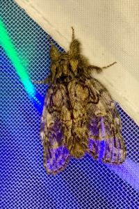 <i>Peridea anceps</i>