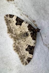 <i>Xanthorhoe fluctuata</i>