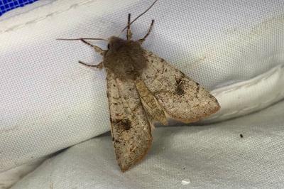 <i>Orthosia incerta</i>