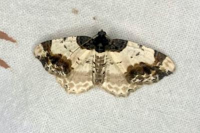 <i>Ligdia adustata</i>