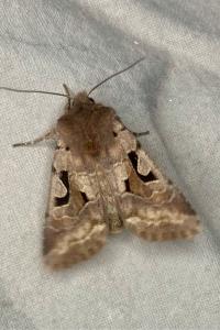 <i>Orthosia gothica</i>